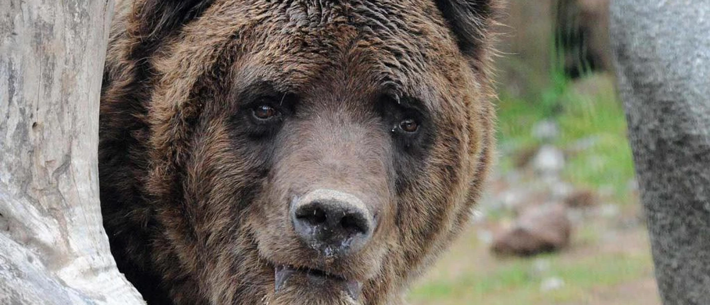 Im Wolf- und Bärenpark