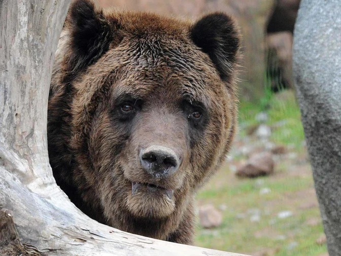 Im Wolf- und Bärenpark