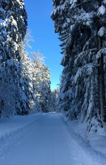 Loßburg Steinwaldspur