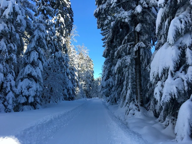 Loßburg Steinwaldspur