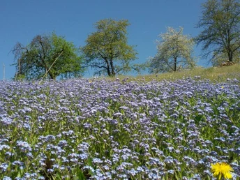Herrliche Blumenwiese