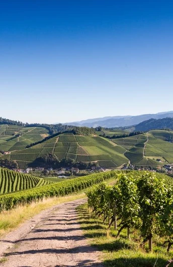Panoramablick auf Durbach, Schloss Staufenberg und zur Hornisgrinde