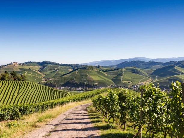 Panoramablick auf Durbach, Schloss Staufenberg und zur Hornisgrinde