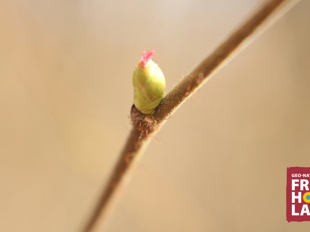 weibliche Haselnussknospe