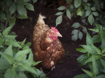 Glückliche Hühner vom Biohof Bohnet in Musbach