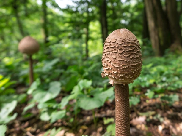 Pilze im Wald