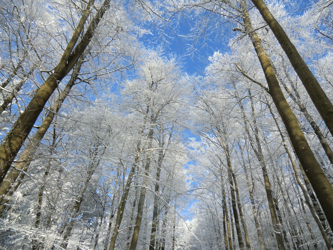 Winter in Niedenstein