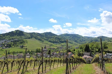 Blick durch Rebzeilen auf den Ort Waldulm. Im HIntergrund Weinberge und Wald