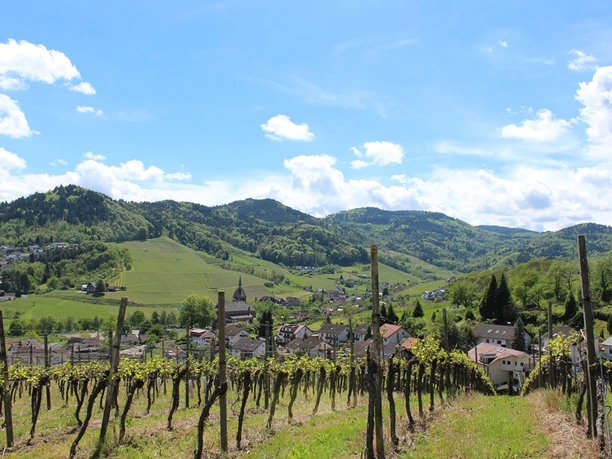 Blick durch Rebzeilen auf den Ort Waldulm. Im HIntergrund Weinberge und Wald