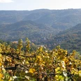 Weinberge rund um Staufenberg