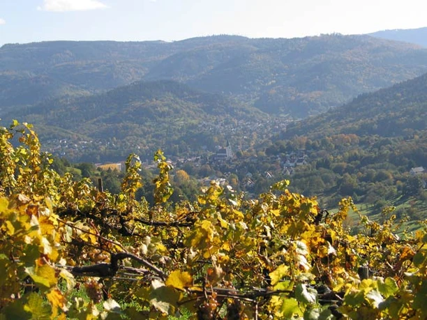 Weinberge rund um Staufenberg