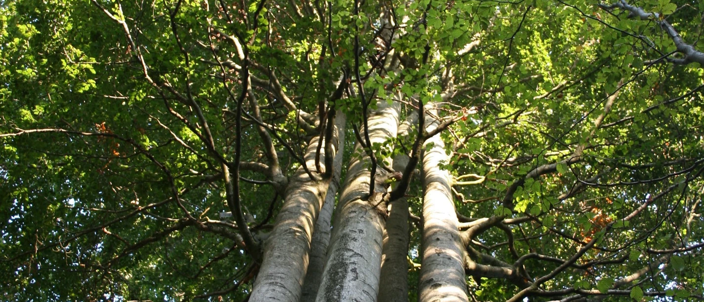 Naumburg Fünfbrüderbuche