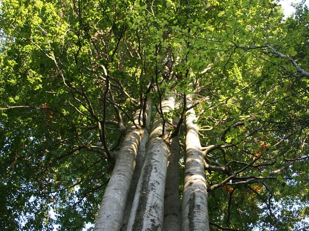 Naumburg Fünfbrüderbuche