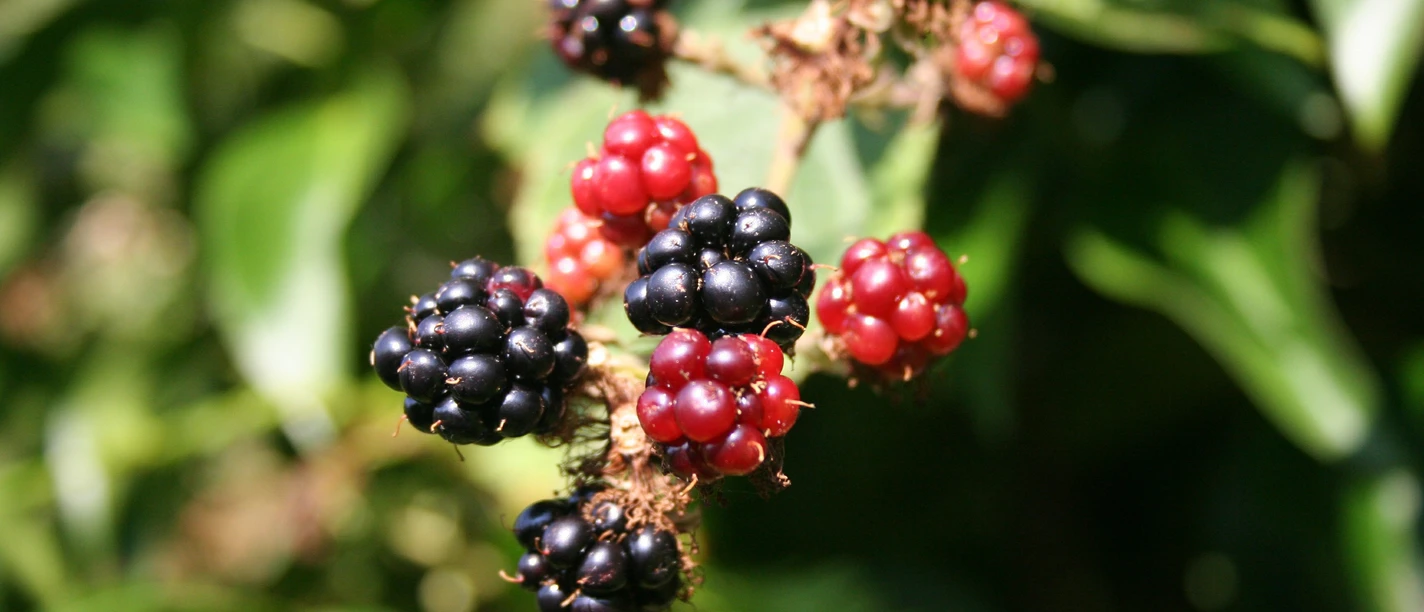 Brombeeren