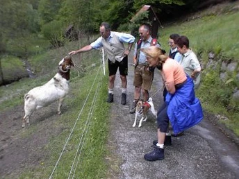 Die Herdenbuch-Burenziegen