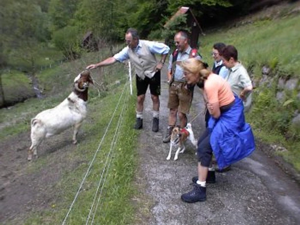 Die Herdenbuch-Burenziegen