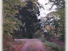 Herrlicher Waldweg von Hilpertsau