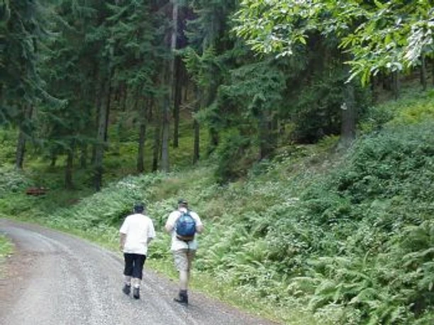 Waldweg zur Roten Lache