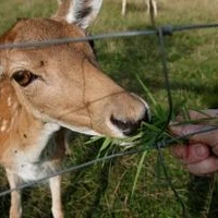 Damwildgehe Breitenberg