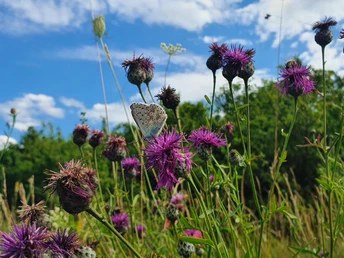 Bläuling im Diemeltal