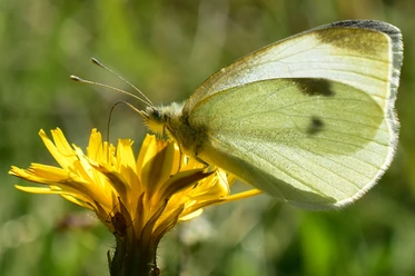Schmetterling im Diemeltal