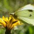 Schmetterling im Diemeltal