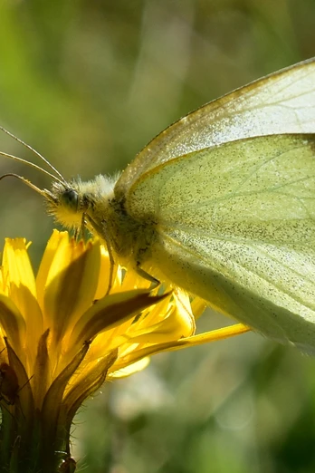 Schmetterling im Diemeltal