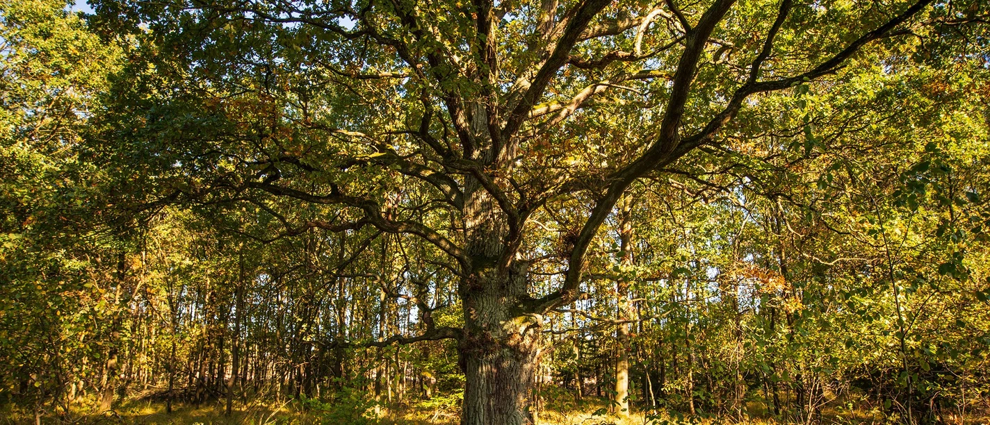 Hute-Eiche im Reinhardswald