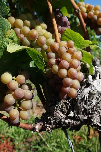 Trauben in Nußbach
