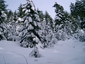 Schneebedeckte Wälder