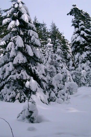 Schneebedeckte Wälder