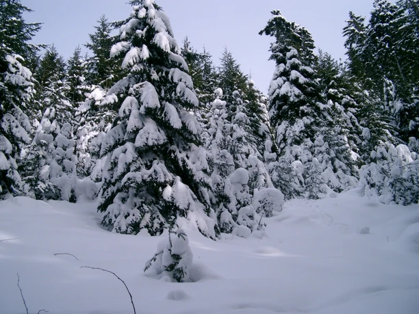 Schneebedeckte Wälder
