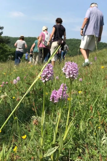Orchideen auf den Magerrasen im Diemeltal