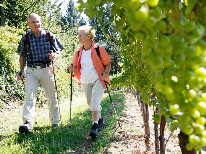 Weinreben bei Schloss Eberstein