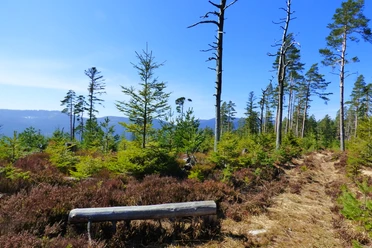 Sturmwurffläche zwischen Diebaukopf und Philippenkopf