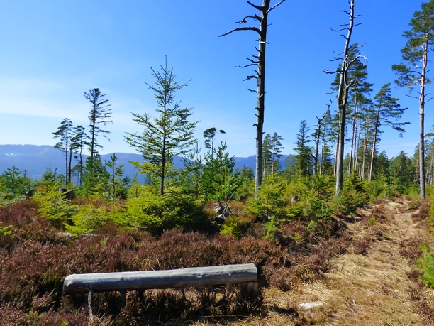 Sturmwurffläche zwischen Diebaukopf und Philippenkopf