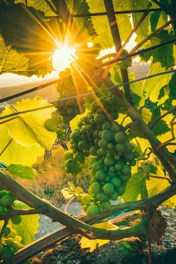 Grüne Trauben am Weinstock. Durch die Blätter sieht man die Sonne