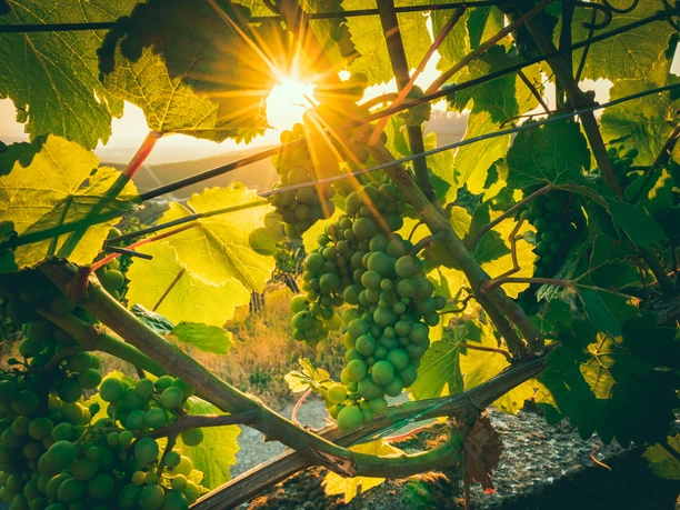Grüne Trauben am Weinstock. Durch die Blätter sieht man die Sonne