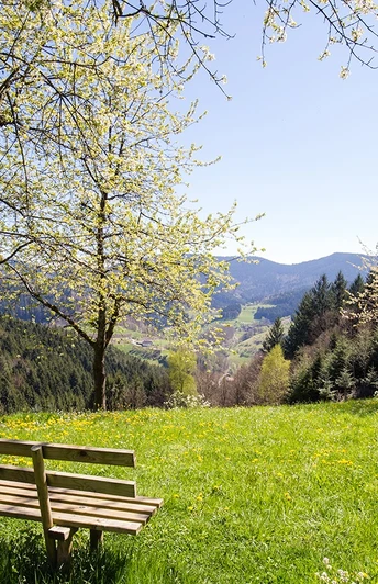 Der Schwarzwaldsteig - immer wieder eröffnet sich ein herrliches Panorama