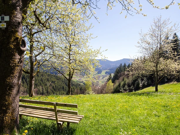 Der Schwarzwaldsteig - immer wieder eröffnet sich ein herrliches Panorama