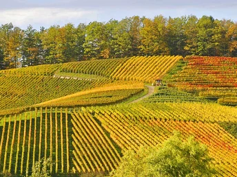 Blick auf Rebberg im Herbst mit buntem Blattwerk.