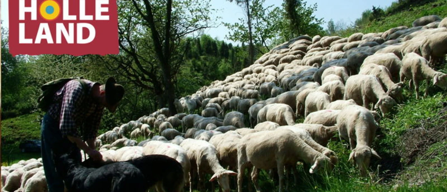 Schäfer mit Herde in den Hielöchern