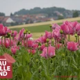 Mohnblüte Grandenborn