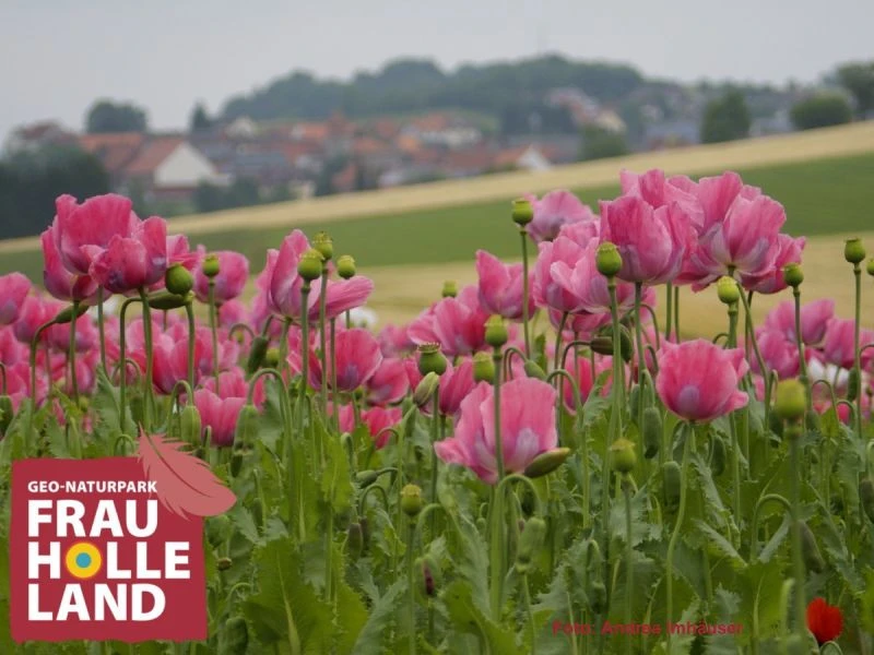 Mohnblüte Grandenborn