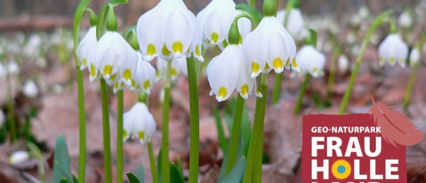 Märzenbecher in Blüte