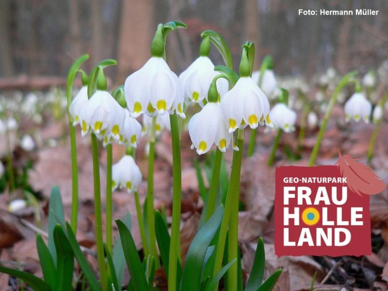 Märzenbecher in Blüte