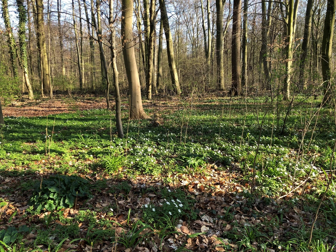 Ein lichter Frühlingswald mit gemischtem Baumbestand und blühenden Buschwindröschen am Waldboden.