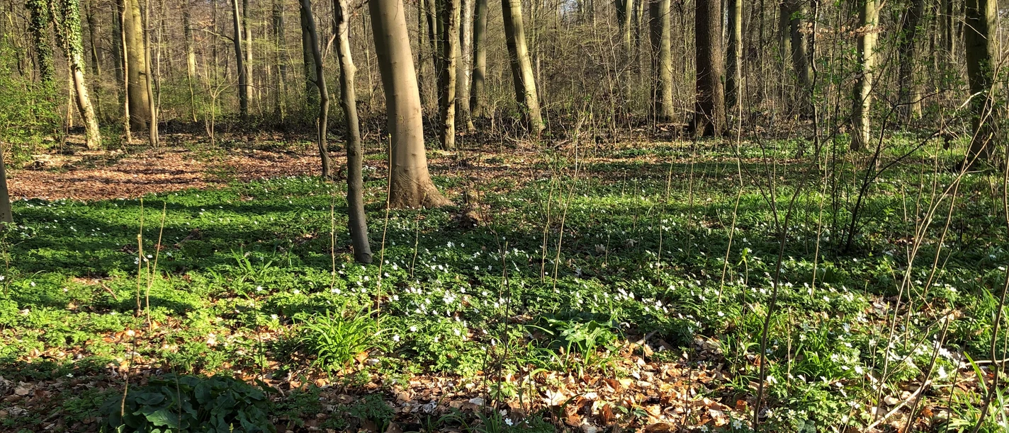 Ein lichter Frühlingswald mit gemischtem Baumbestand und blühenden Buschwindröschen am Waldboden.