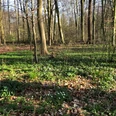 Wald Ein lichter Frühlingswald mit gemischtem Baumbestand und blühenden Buschwindröschen am Waldboden.