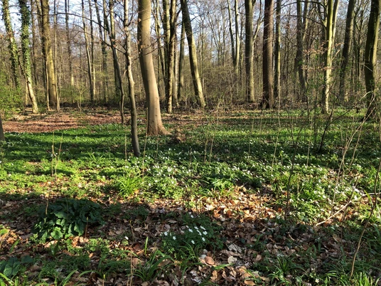 Wald Ein lichter Frühlingswald mit gemischtem Baumbestand und blühenden Buschwindröschen am Waldboden.